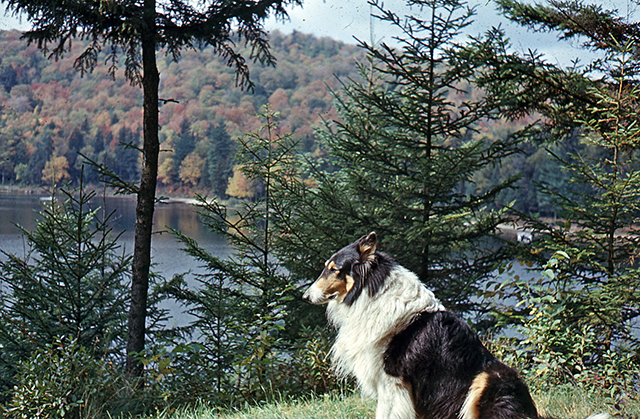 Moss Lake Camp Mascot "Lassie: